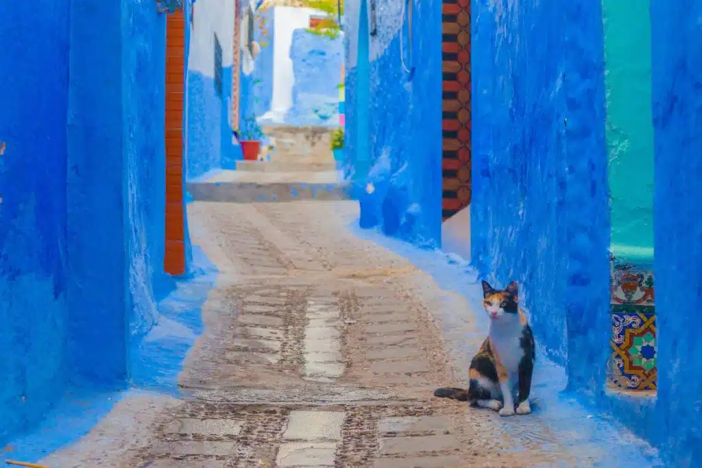חתול רחוב ברחובות שפשוואן